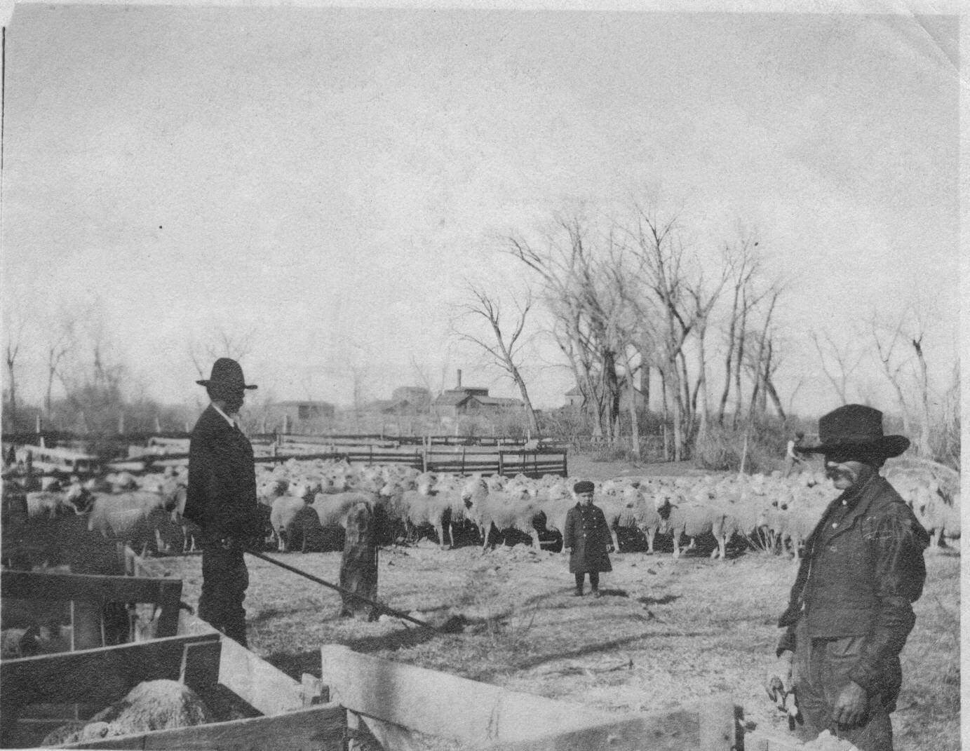 Sheep at the Goslen Brothers Cam at the Sugar Factory yards in 1885. Photo # 1983.54.1, Museums of Western Colorado.