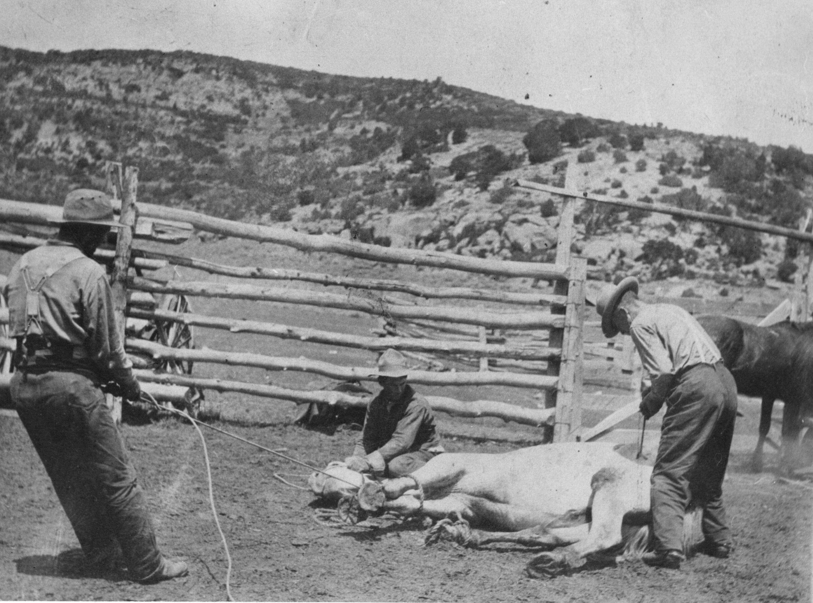 Branding cattle on Douglas Creek Cross Ranch in 1896. Photo # 2004.44.865, Museums of Western Colorado.