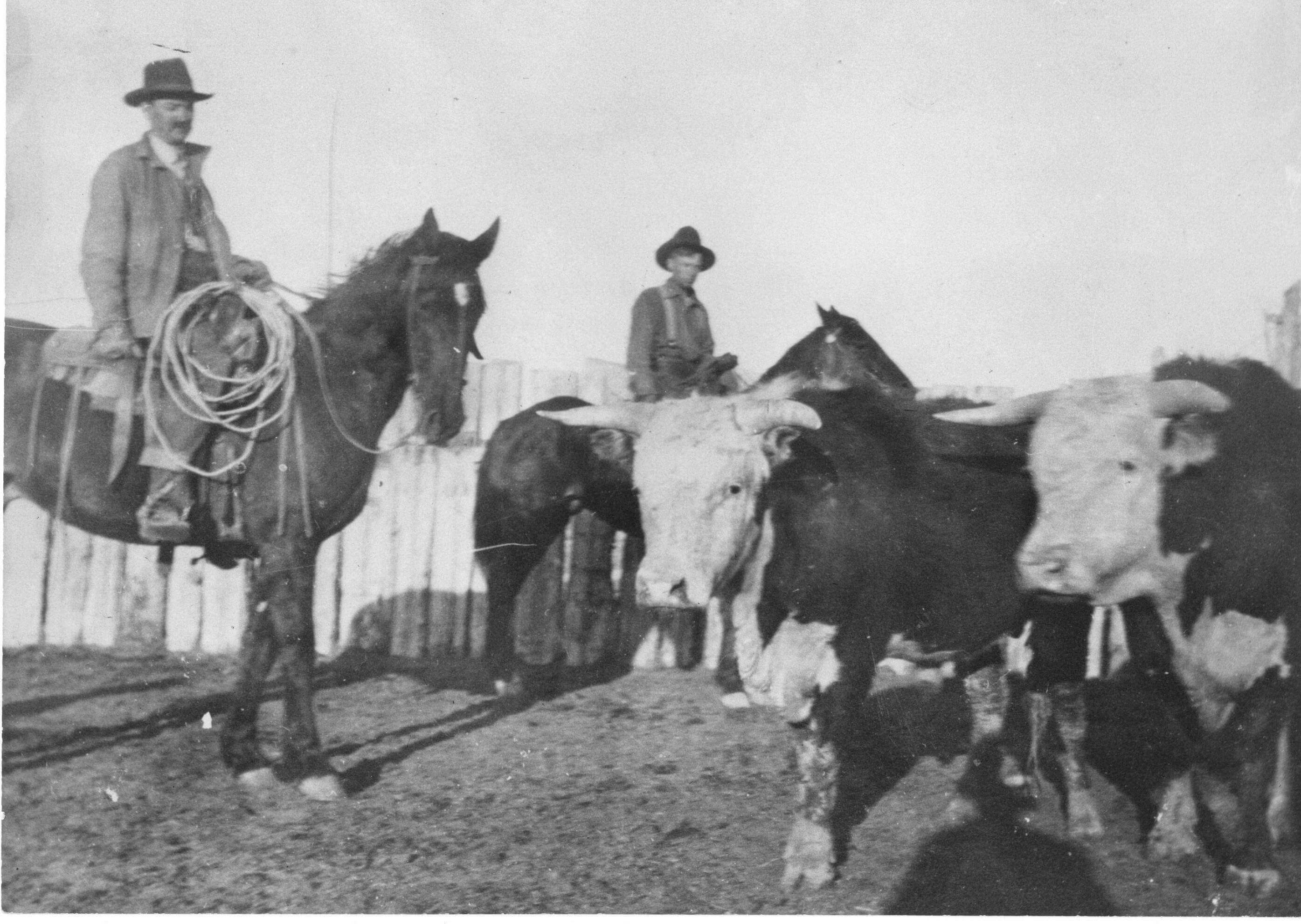 Tom Cuddy and Morgan Goss herd cattle on Matt Lane's ranch near Fruita in 1913. Photo # 2004.44.864, Museums of Western Colorado.